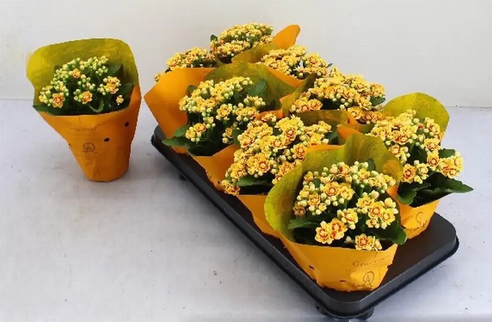 Каланхое D12 H26 - Kalanchoe Rose Flowers Dagny