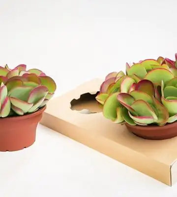 Каланхое D22 H27 - Kalanchoe Thyrsiflora
