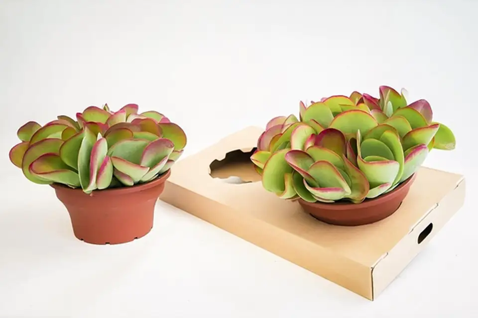 Каланхое D22 H27 - Kalanchoe Thyrsiflora