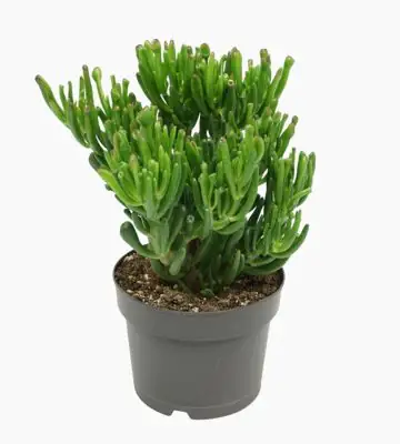 Красула D17 H25 - Crassula Ovata Gollum