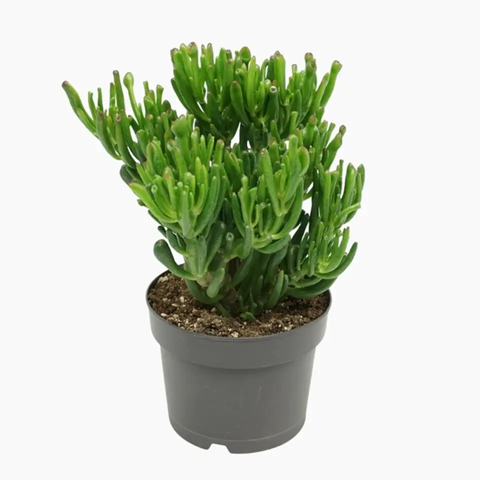 Красула D17 H25 - Crassula Ovata Gollum