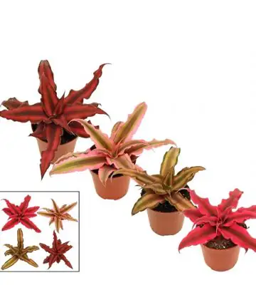 НАЧАЛО 3 Криптантус D5.5 H10 - Cryptanthus mix