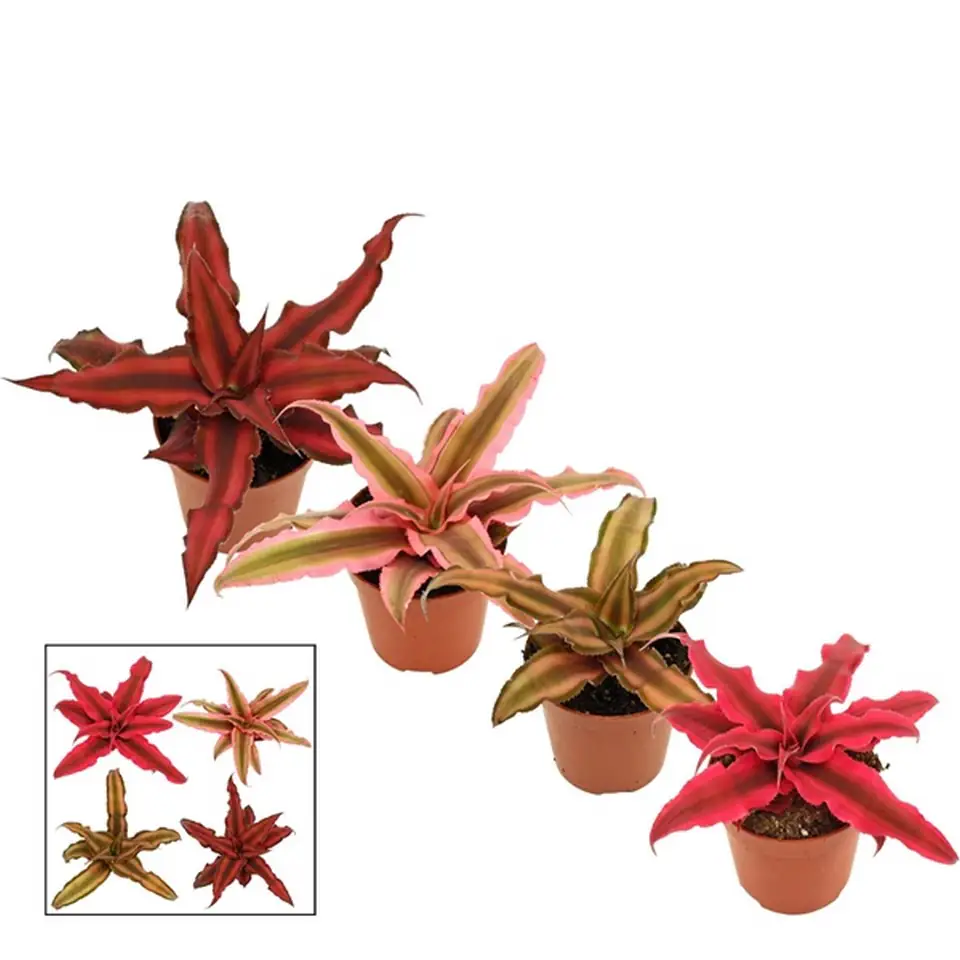 Криптантус D5.5 H10 - Cryptanthus mix