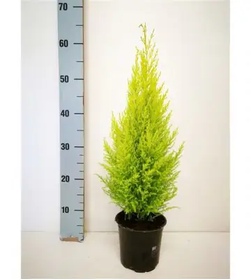 Купресус D14 H50 - Cupressus Goldcrest Wilma