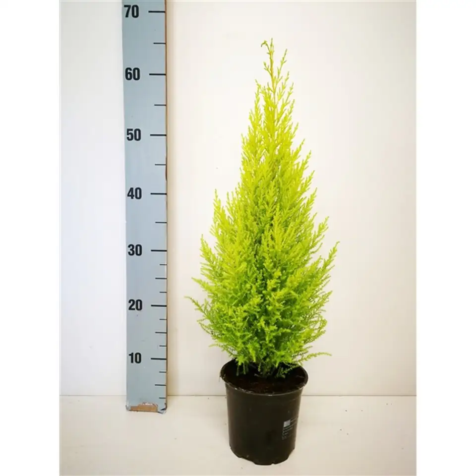 Купресус D14 H50 - Cupressus Goldcrest Wilma