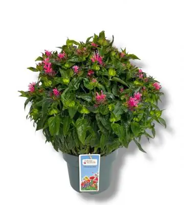 Монарда D23 H60 - Мonarda Bubblegum Blast