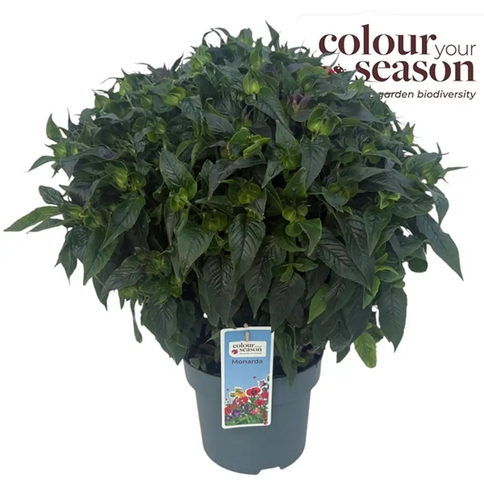 Монарда D23 H60 - Мonarda Bubblegum Blast - Image 2