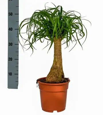 Нолина D19 H60 - Nolina recurvata