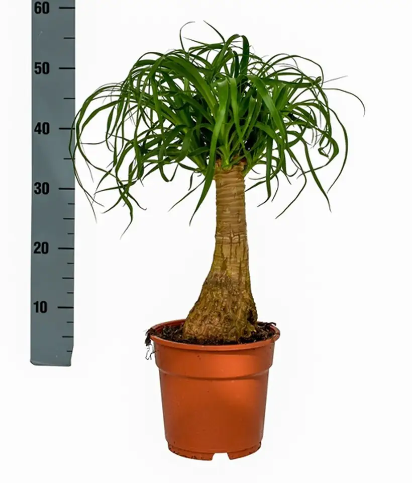 Нолина D19 H60 - Nolina recurvata