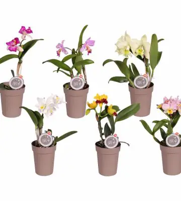Орхидея D12 H40 - Cattleya mix