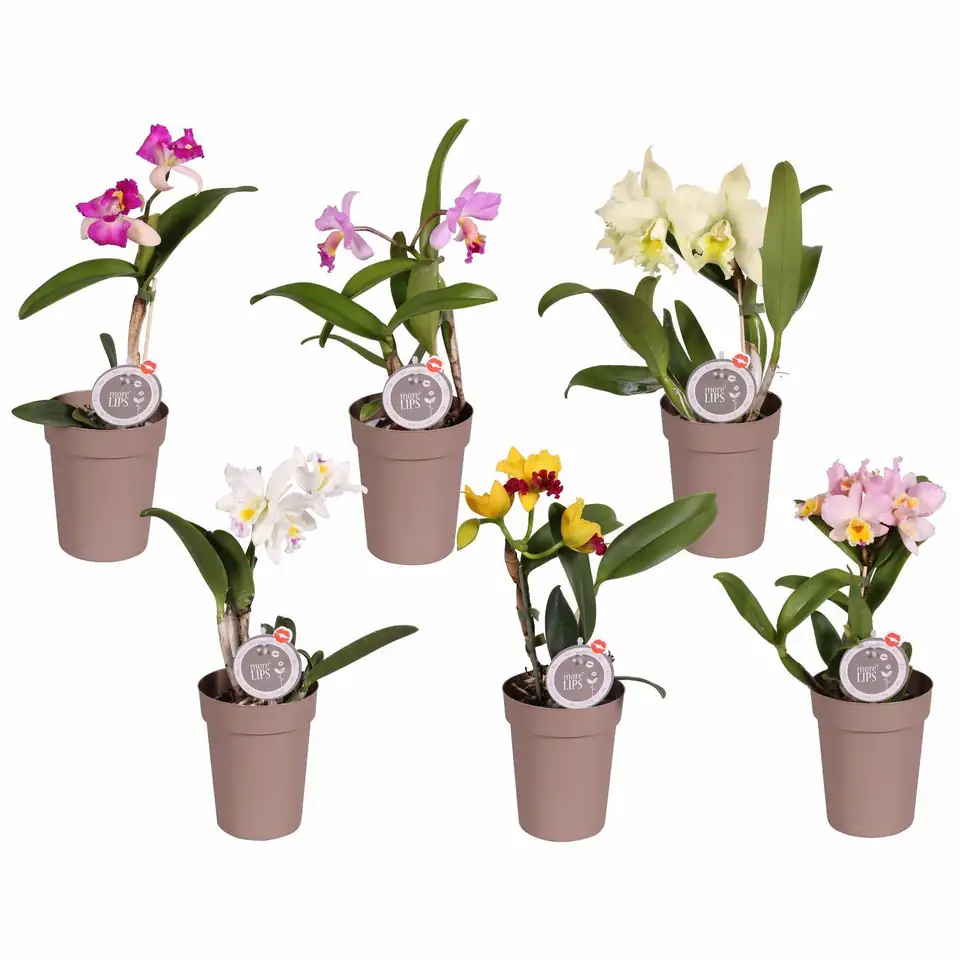 Орхидея D12 H40 - Cattleya mix