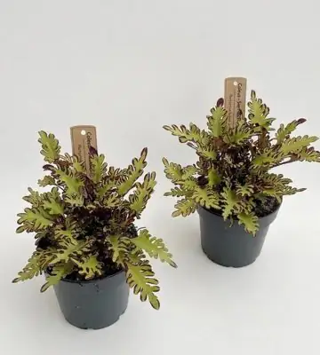 Плектрантус D12 H20 - Plectranthus Quetzal