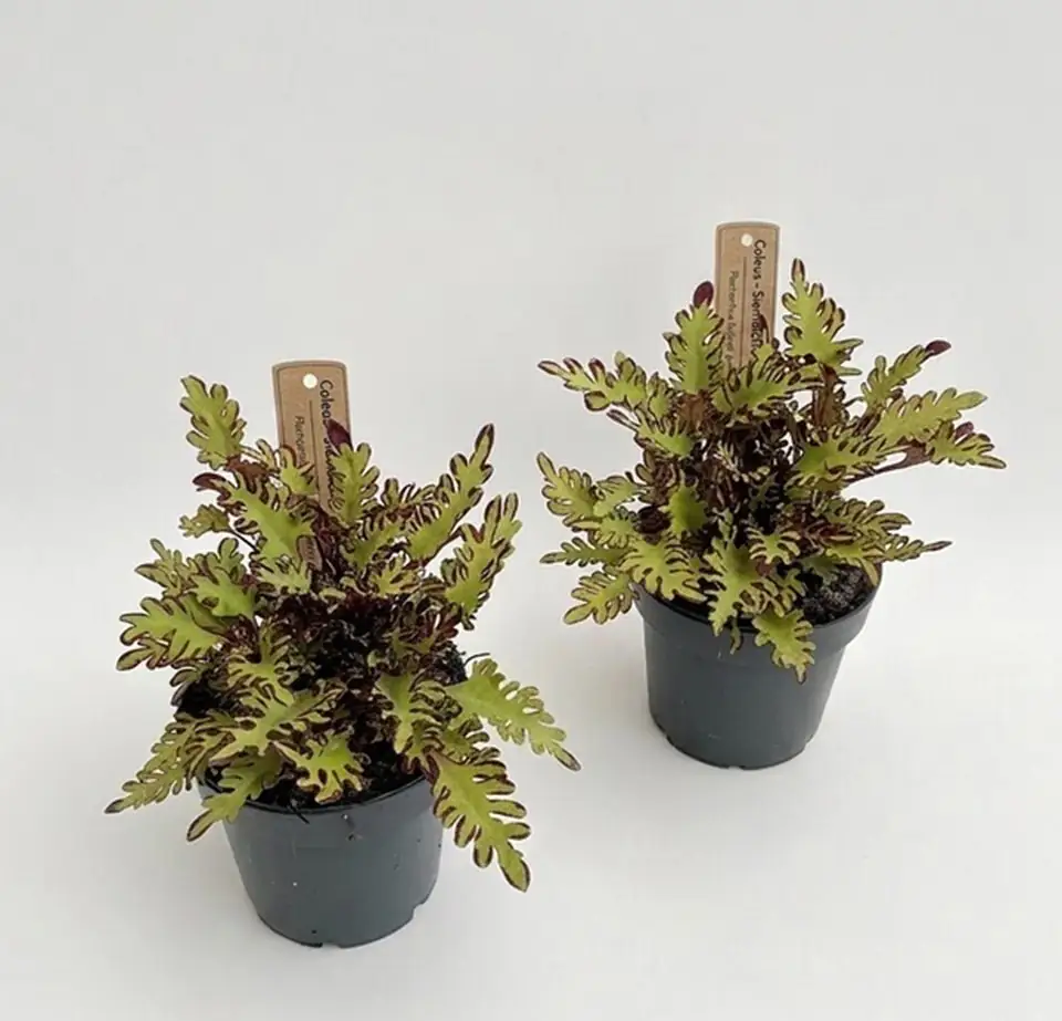 Плектрантус D12 H20 - Plectranthus Quetzal