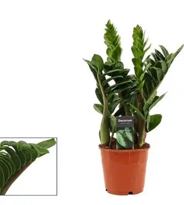Замиокулкас D14 H40 - Zamioculcas Zenzi