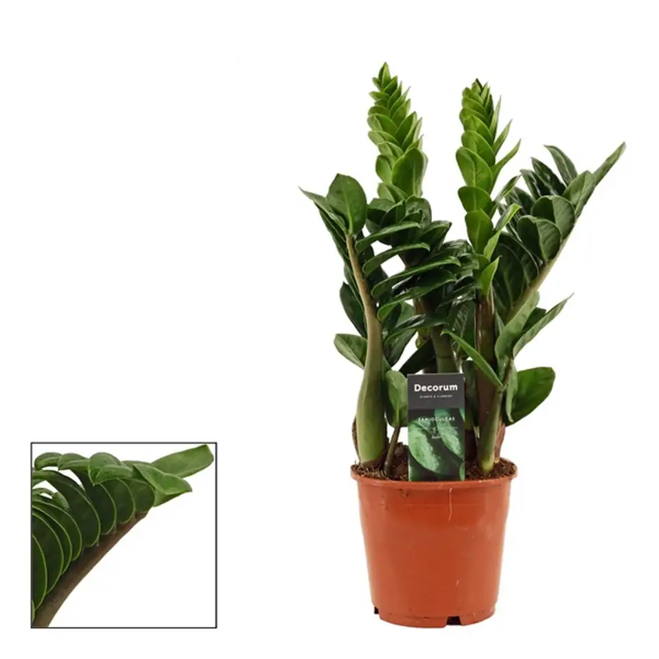 Замиокулкас D14 H40 - Zamioculcas Zenzi