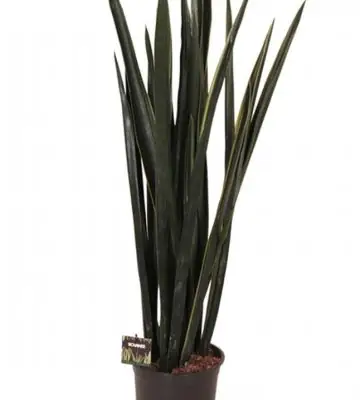 Сансевиера D24 H110 - Sansevieria Black Gold