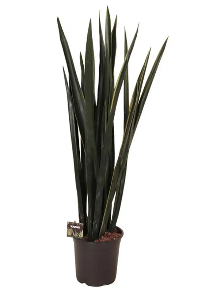 Сансевиера D24 H110 - Sansevieria Black Gold
