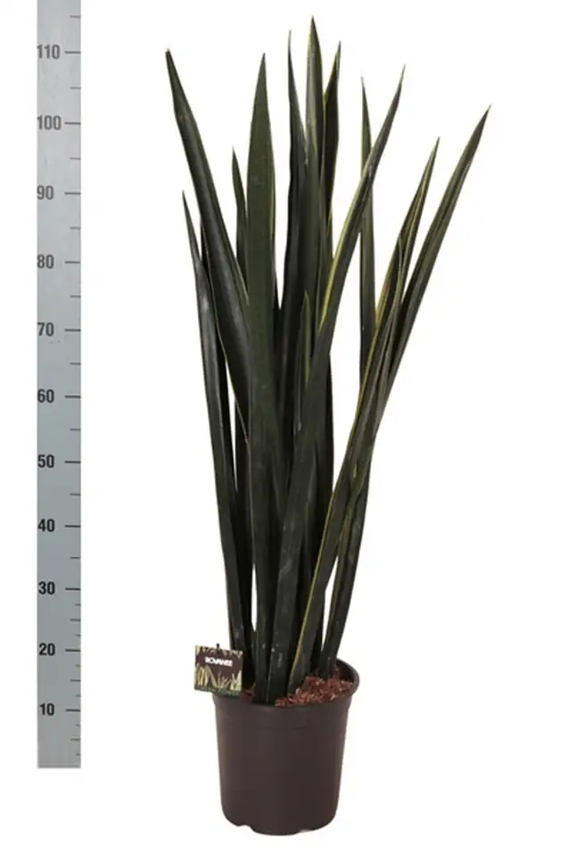 Сансевиера D24 H110 - Sansevieria Black Gold - Image 2