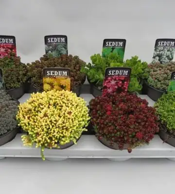 Седум D14 H5 - Sedum mix
