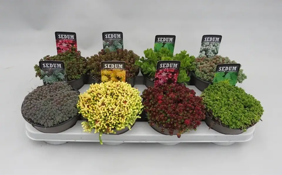 Седум D14 H5 - Sedum mix