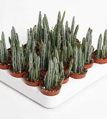 Сенецио D5.5 H15 - Senecio Stapeliiformis