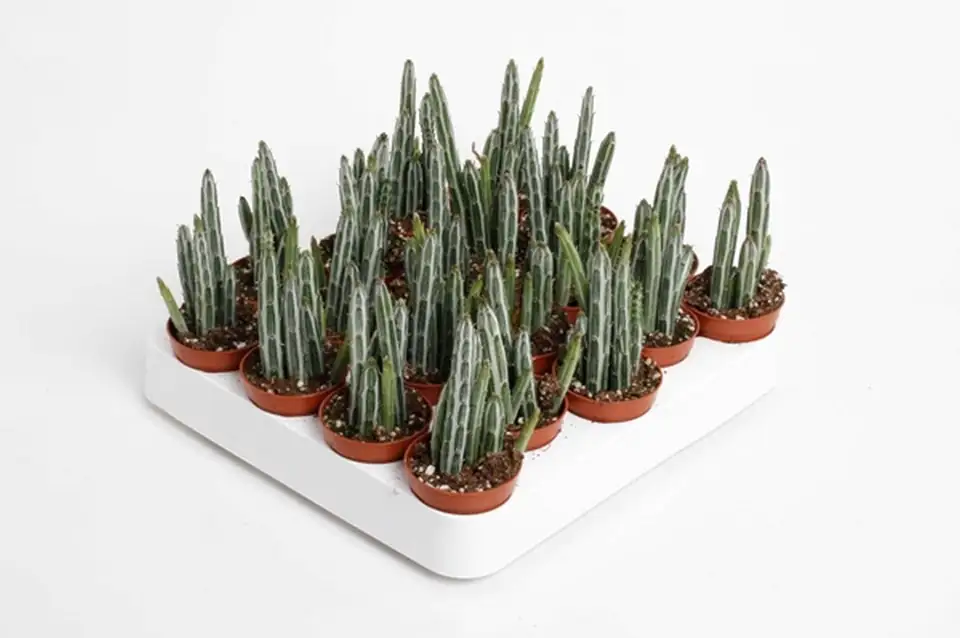Сенецио D5.5 H15 - Senecio Stapeliiformis