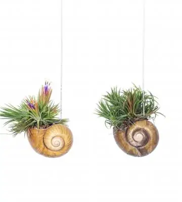 Тиландзия в черупка D10 H30 - Tillandsia Shelly Hang