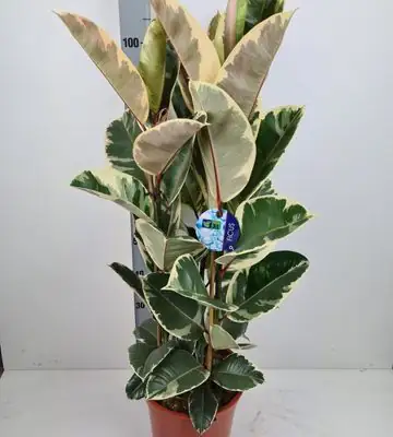 Фикус D27 H110 - Ficus Elastica Tineke 3pp