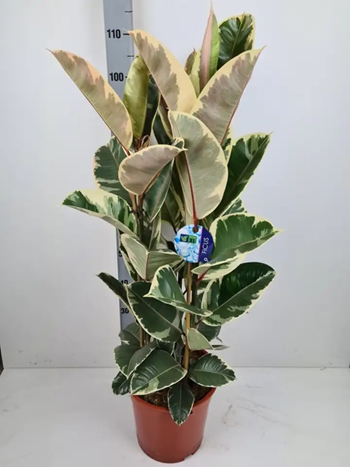 Фикус D27 H110 - Ficus Elastica Tineke 3pp