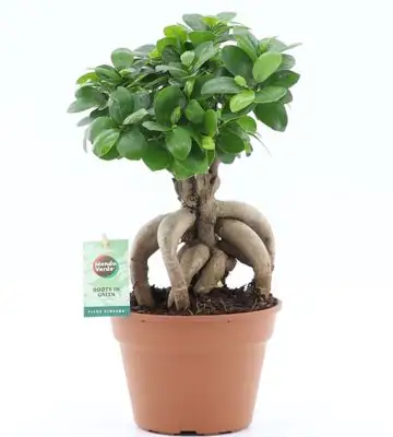 Фикус D17 H45 - Ficus Microcarpa Ginseng