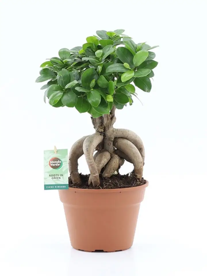 Фикус D17 H45 - Ficus Microcarpa Ginseng