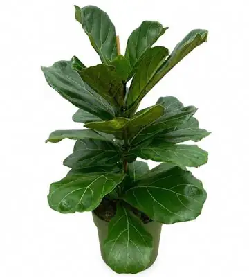 Фикус D21 H70 - Ficus Lyrata