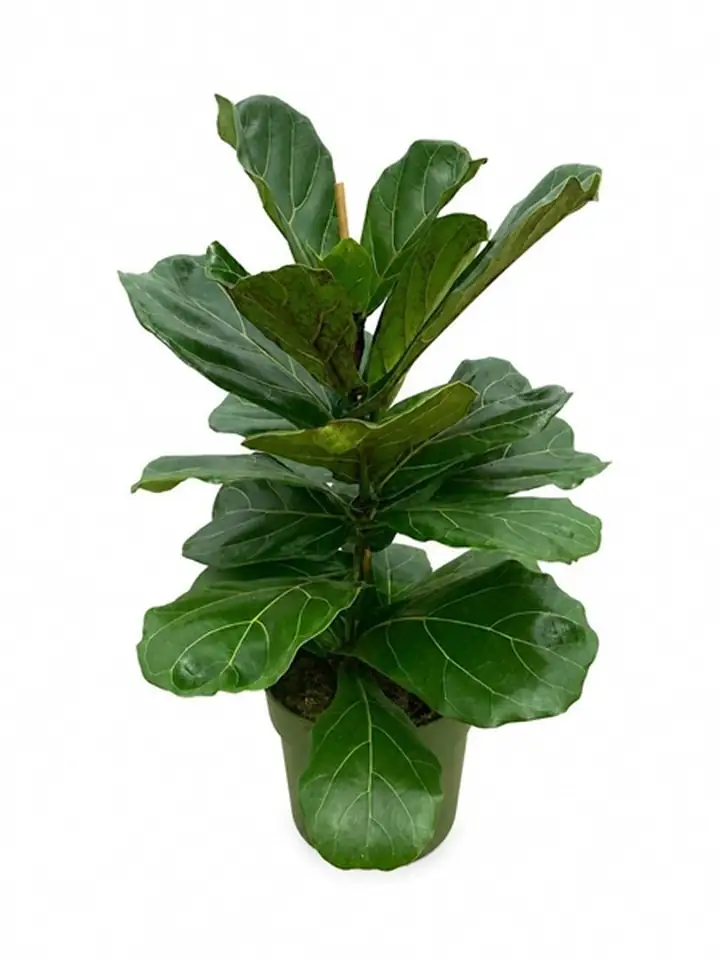 Фикус D21 H70 - Ficus Lyrata