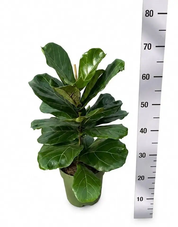 Фикус D21 H70 - Ficus Lyrata - Image 2