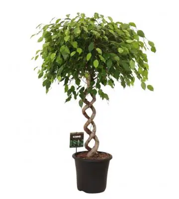 Фикус D32 H140 - Ficus Exotica duo Spiral
