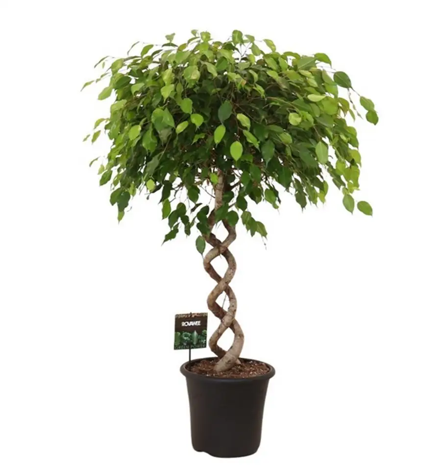 Фикус D32 H140 - Ficus Exotica duo Spiral