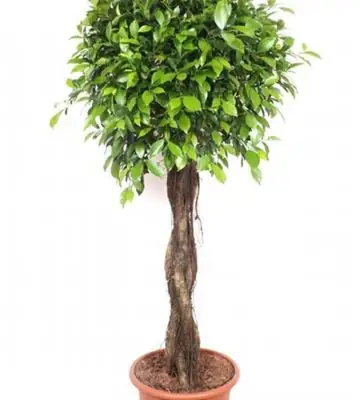 Фикус D40 H170 - Ficus Nitida spiral