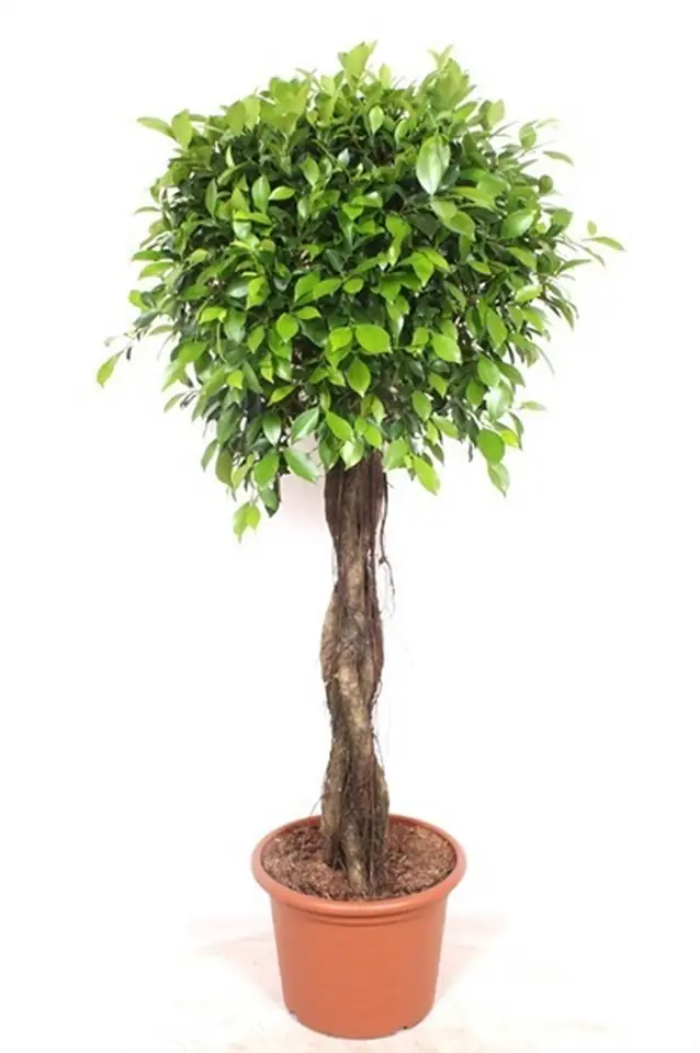 Фикус D40 H170 - Ficus Nitida spiral
