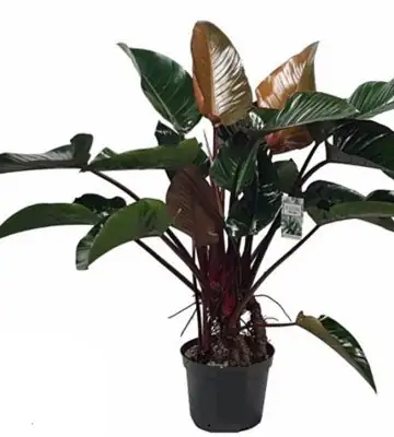 Филодендрон D30 H110 - Philodendron Red Beauty