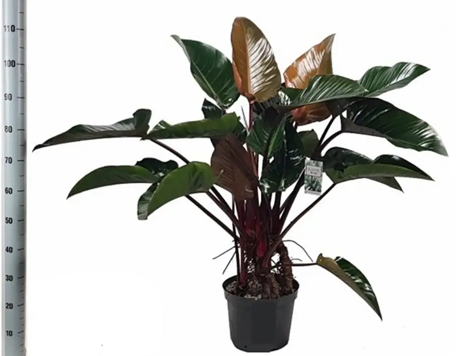 Филодендрон D30 H110 - Philodendron Red Beauty