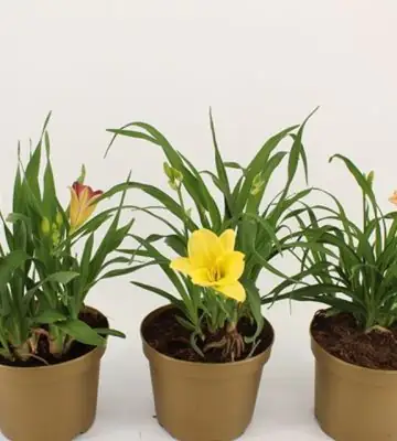 Хемерокалис D17 H45 - Hemerocallis mix