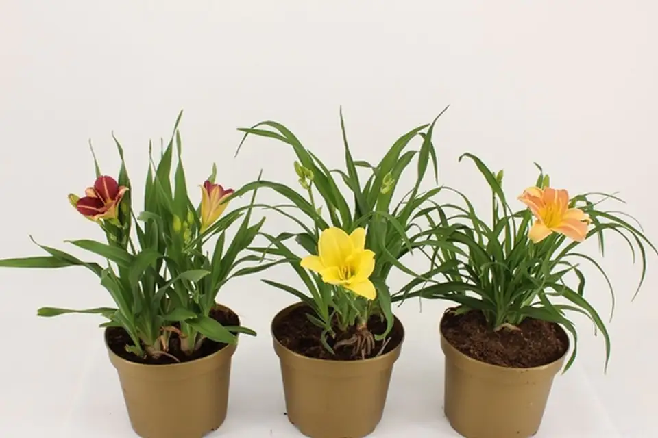 Хемерокалис D17 H45 - Hemerocallis mix
