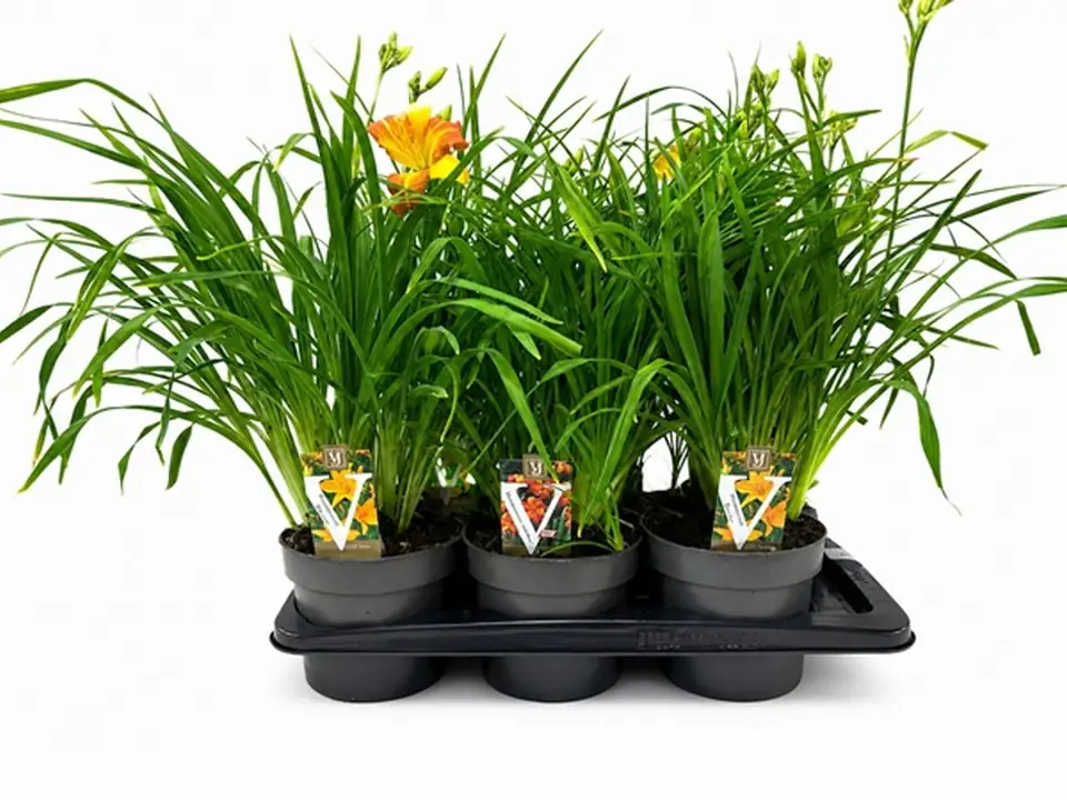 Хемерокалис D17 H45 - Hemerocallis mix - Image 2