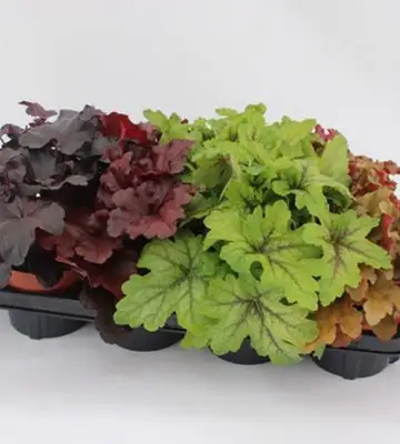 Хойхера D13 H25 - Heuchera MIX