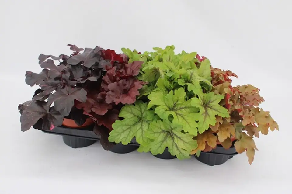 Хойхера D13 H25 - Heuchera MIX