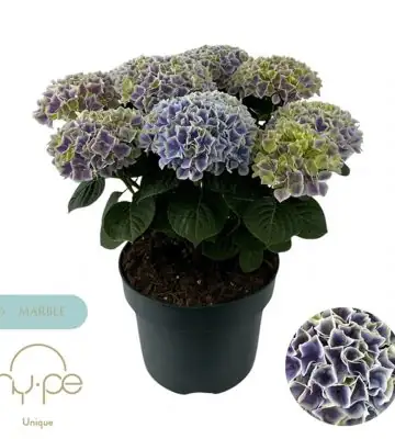 НАЧАЛО 4 Хортензия D23 H45 - Hydrangea mac Diva Blue