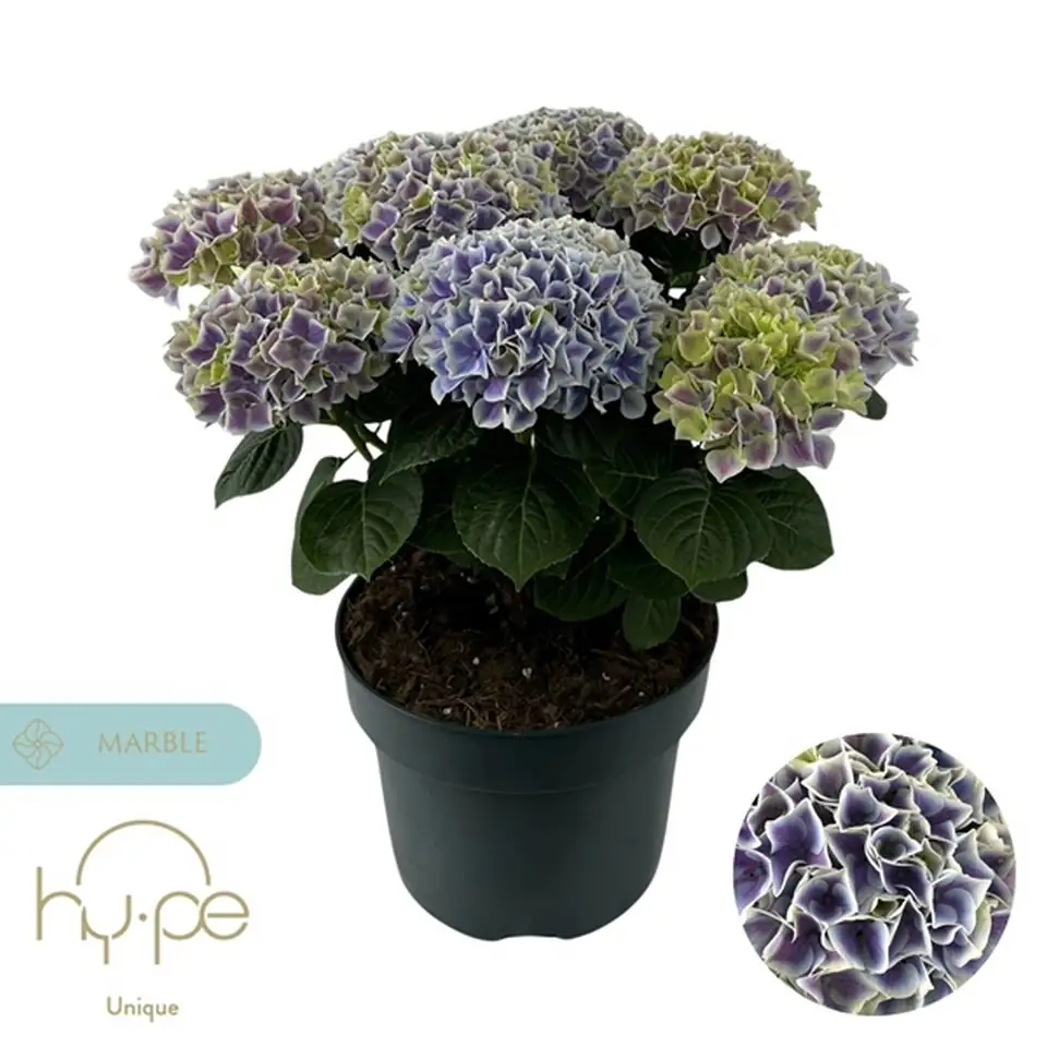 Хортензия D23 H45 - Hydrangea mac Diva Blue