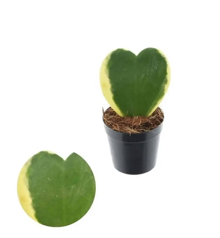 Хоя D7 H13 - Hoya Kerrii variegata