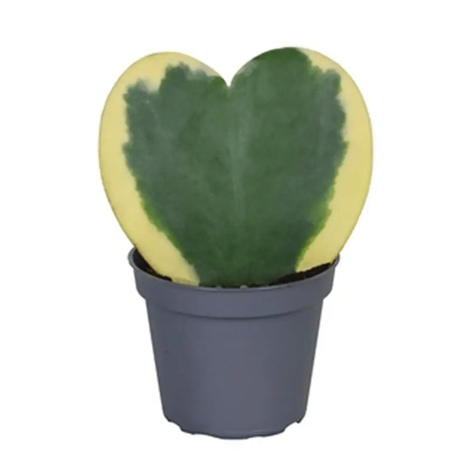 Хоя D7 H13 - Hoya Kerrii variegata - Image 2