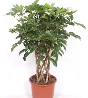 Шефлера D24 H90 - Schefflera Compacta Tube 6pp